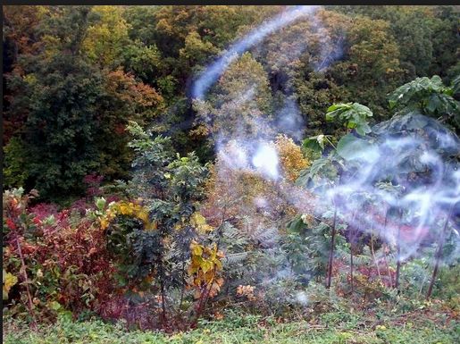 Ghosts may also be identified through mist or energy in photos that is not visible with the naked eye.