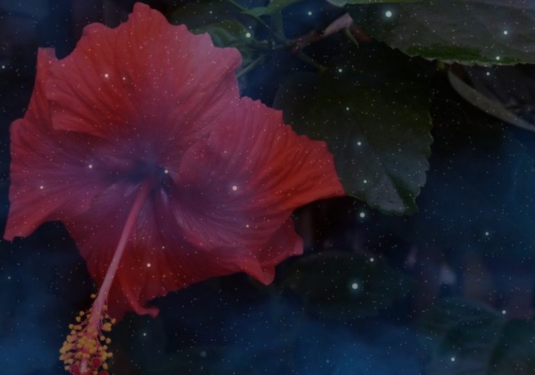 The Hawaiian Healing Art of Ho’oponopono