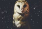 spiritual meaning of owls