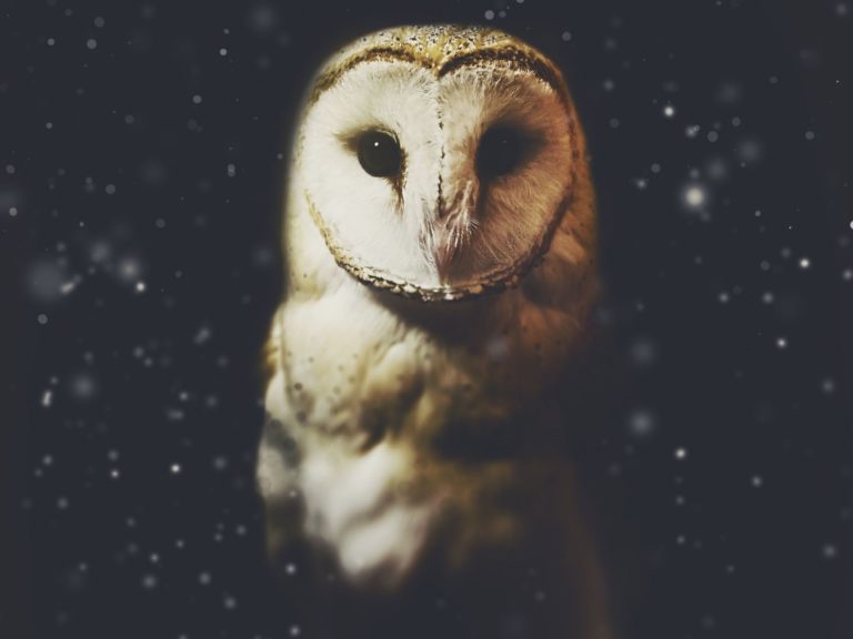 The Spiritual Meaning of Owls Forever Conscious