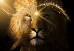 leo solar eclipse ritual